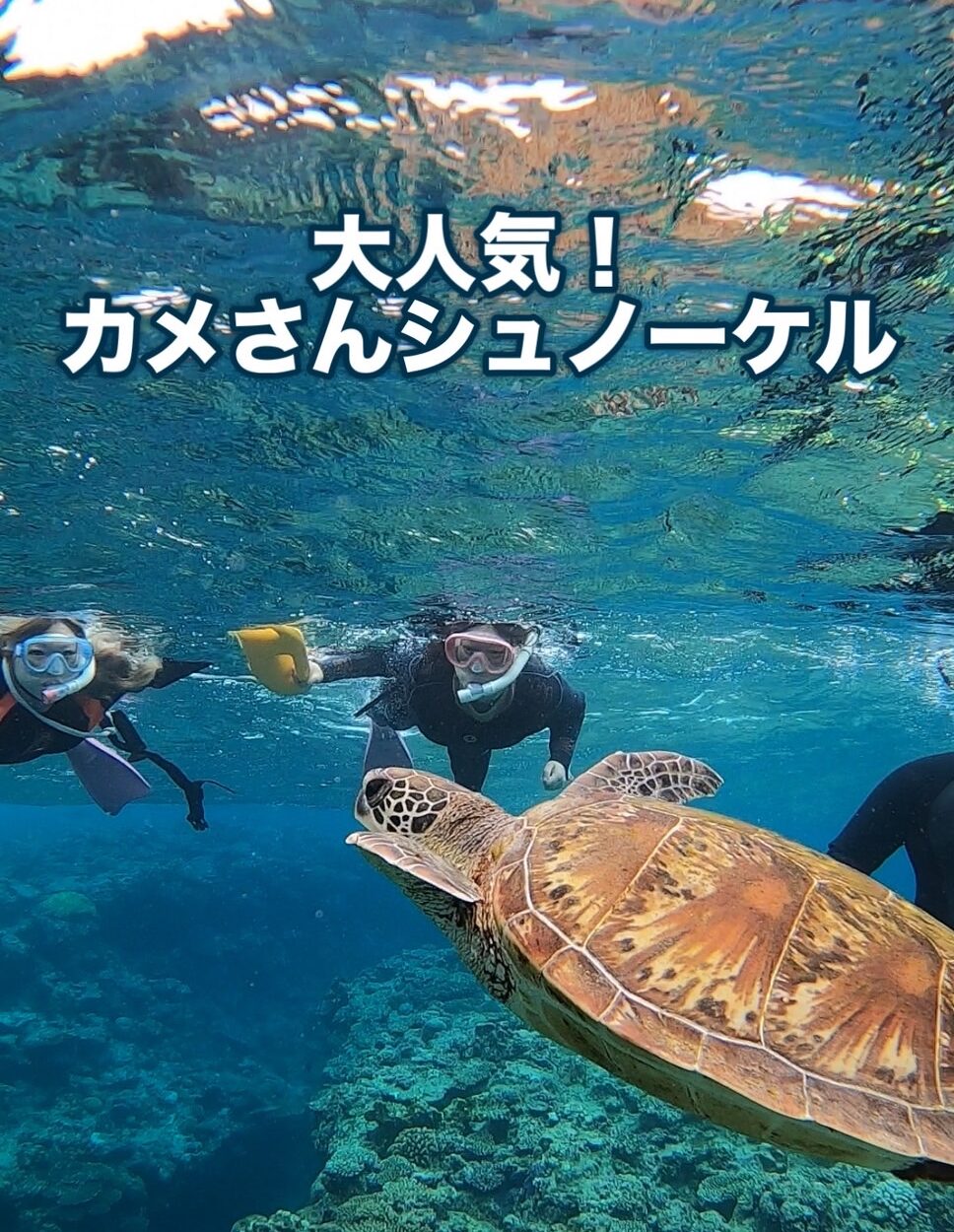 ケラマの海でカメさんと泳ごう！！ | 沖縄アクアマリン