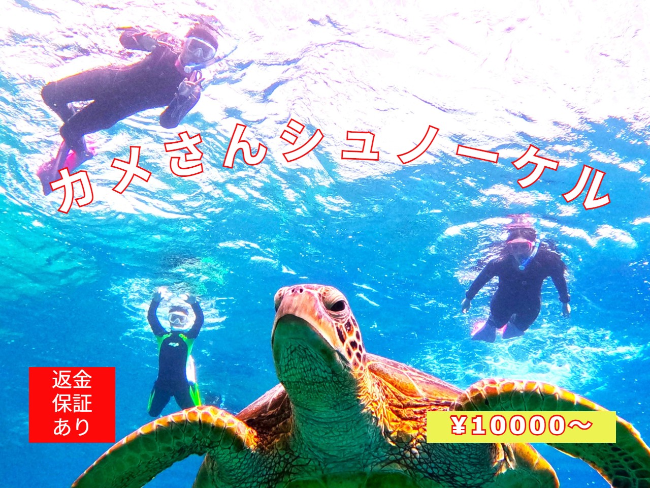 カメさんシュノーケル予約開始 | 沖縄アクアマリン